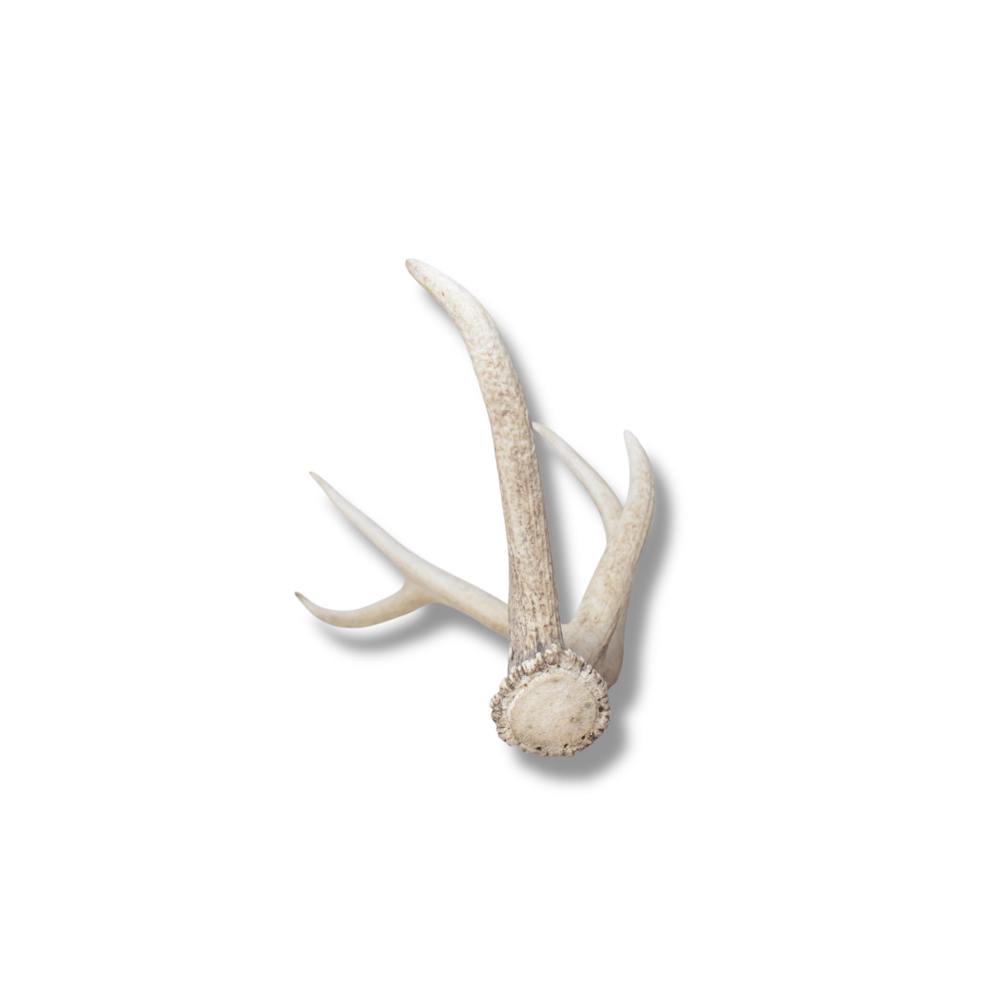 Elk Antler | Medium Size | 122
