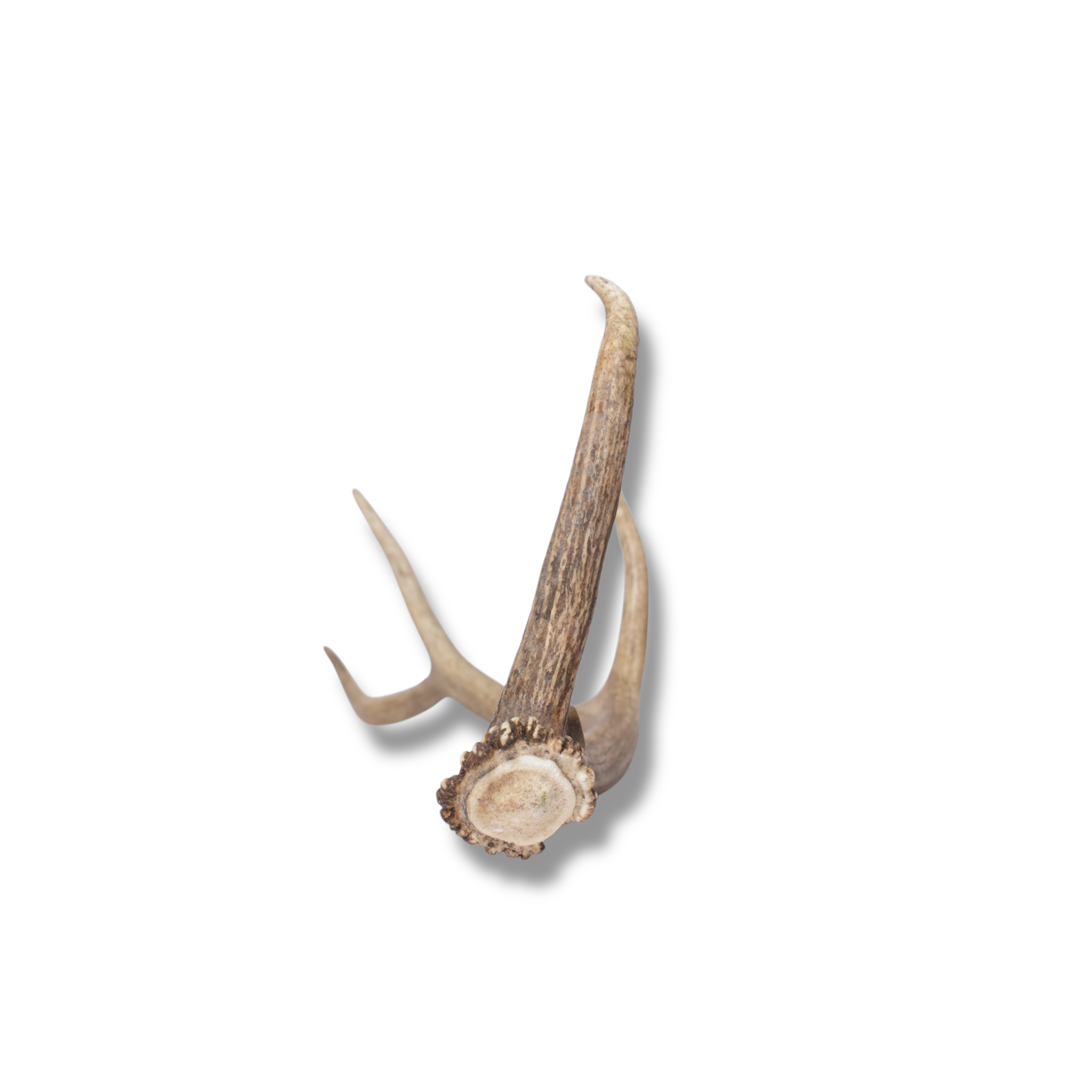 Elk Antler | Small Size | 149