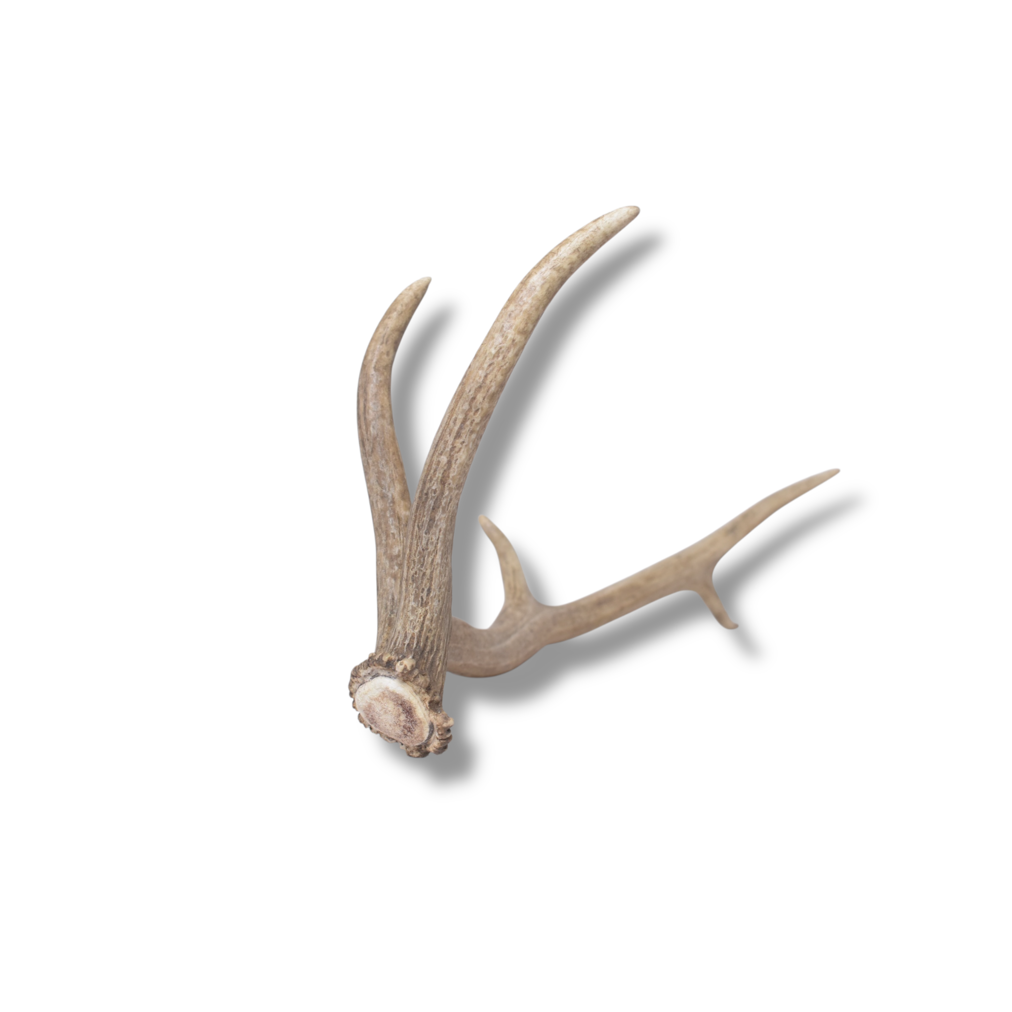 Elk Antler | Small Size | 147