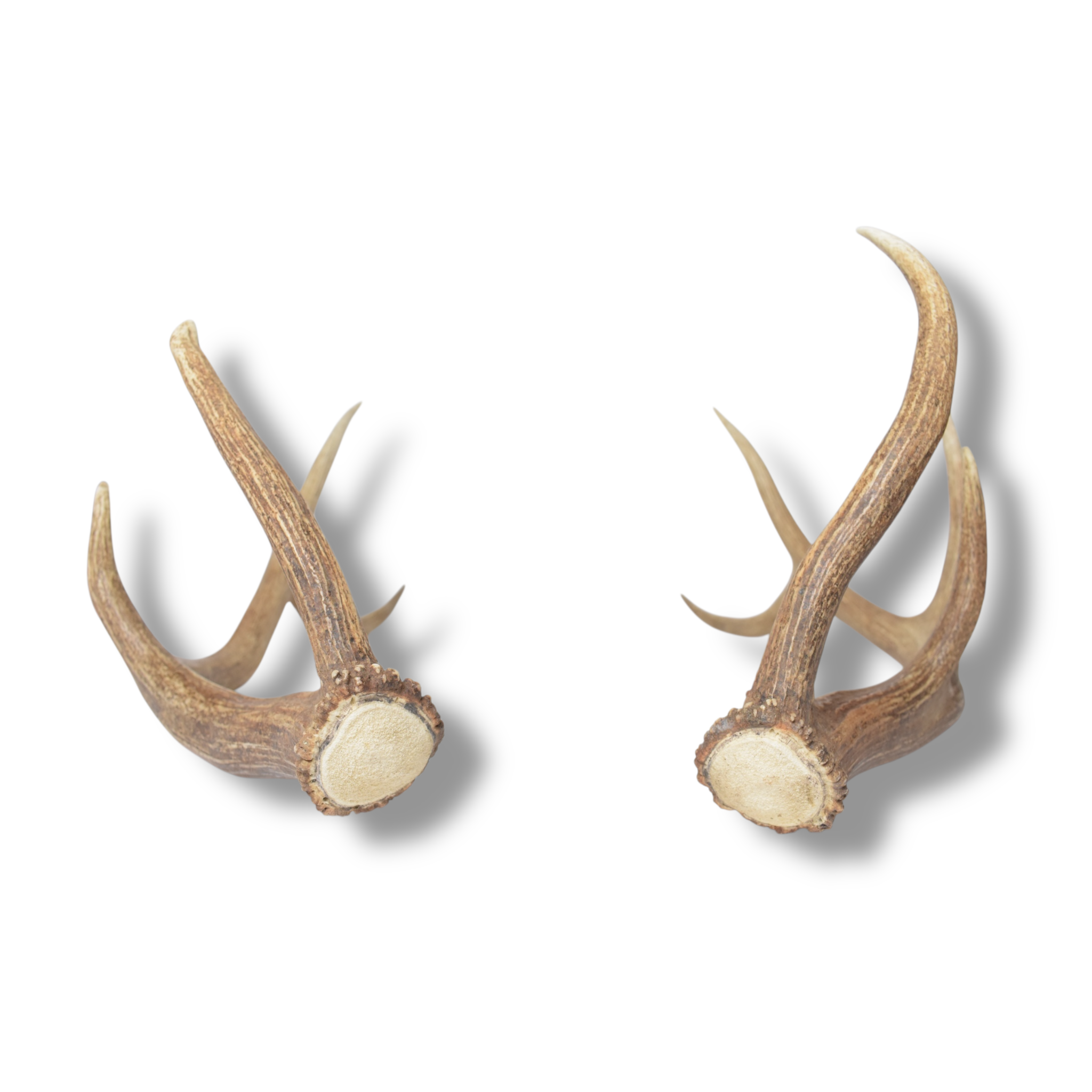 Elk Antler Set | Medium | 153