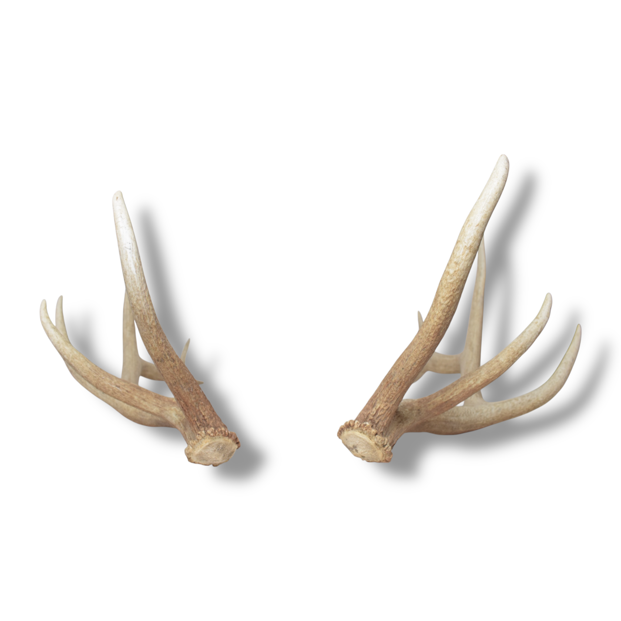 Elk Antler Set | Medium | 154