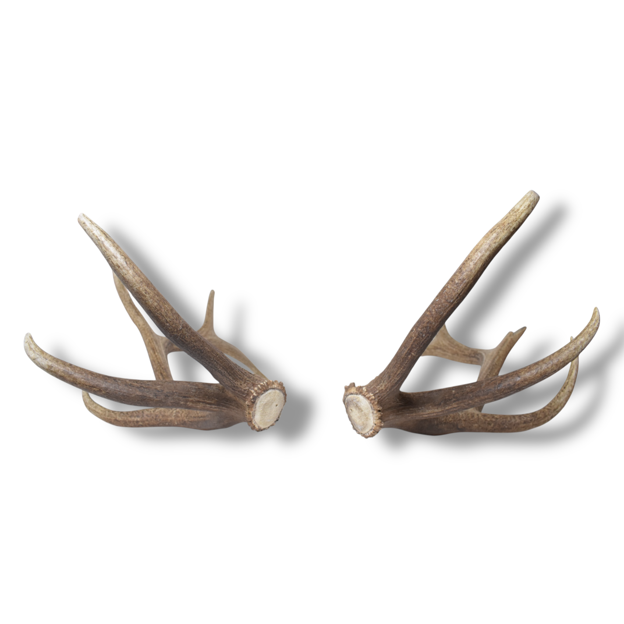 Elk Antler Set | Extra-Large | 155