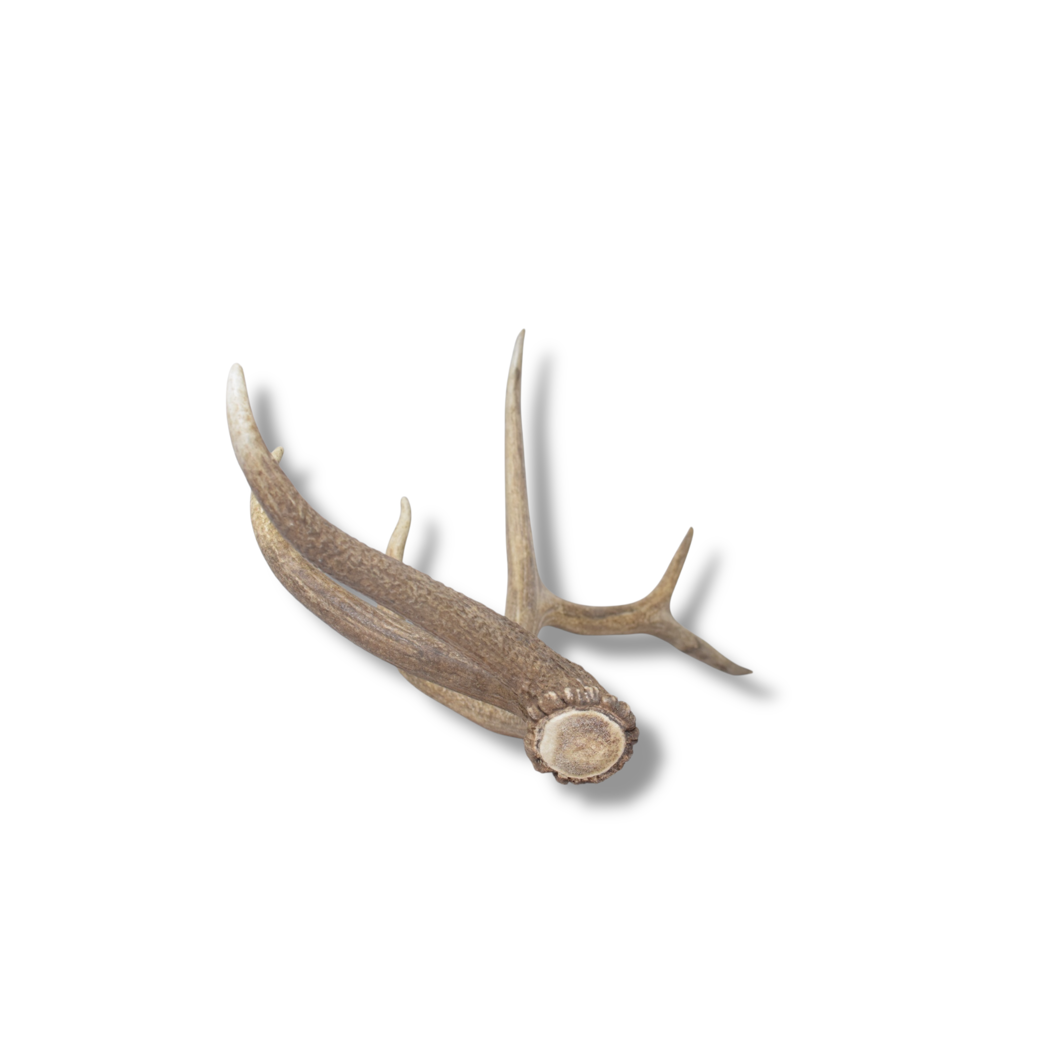 Elk Antler | Medium Size | 160