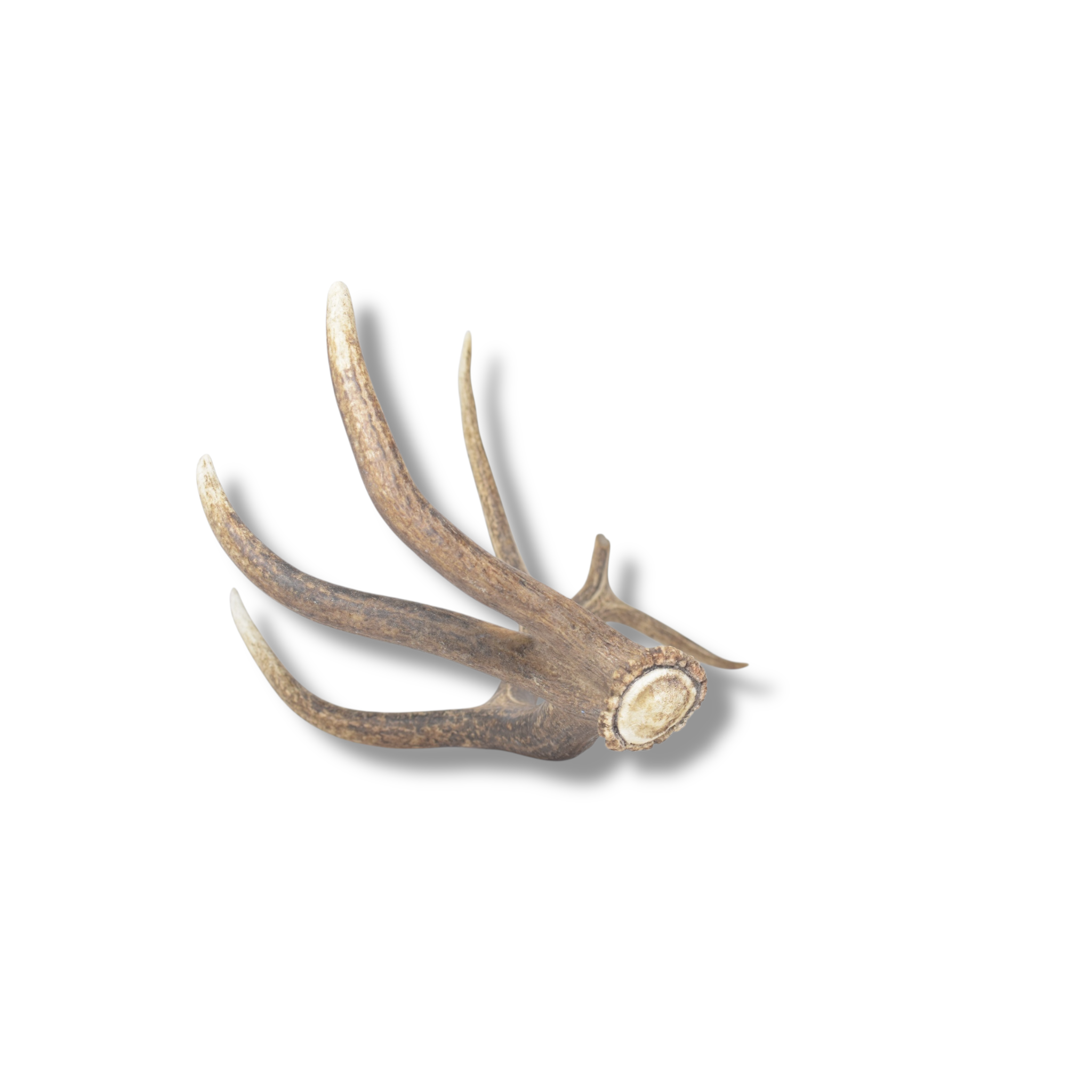 Elk Antler | Medium Size | 159