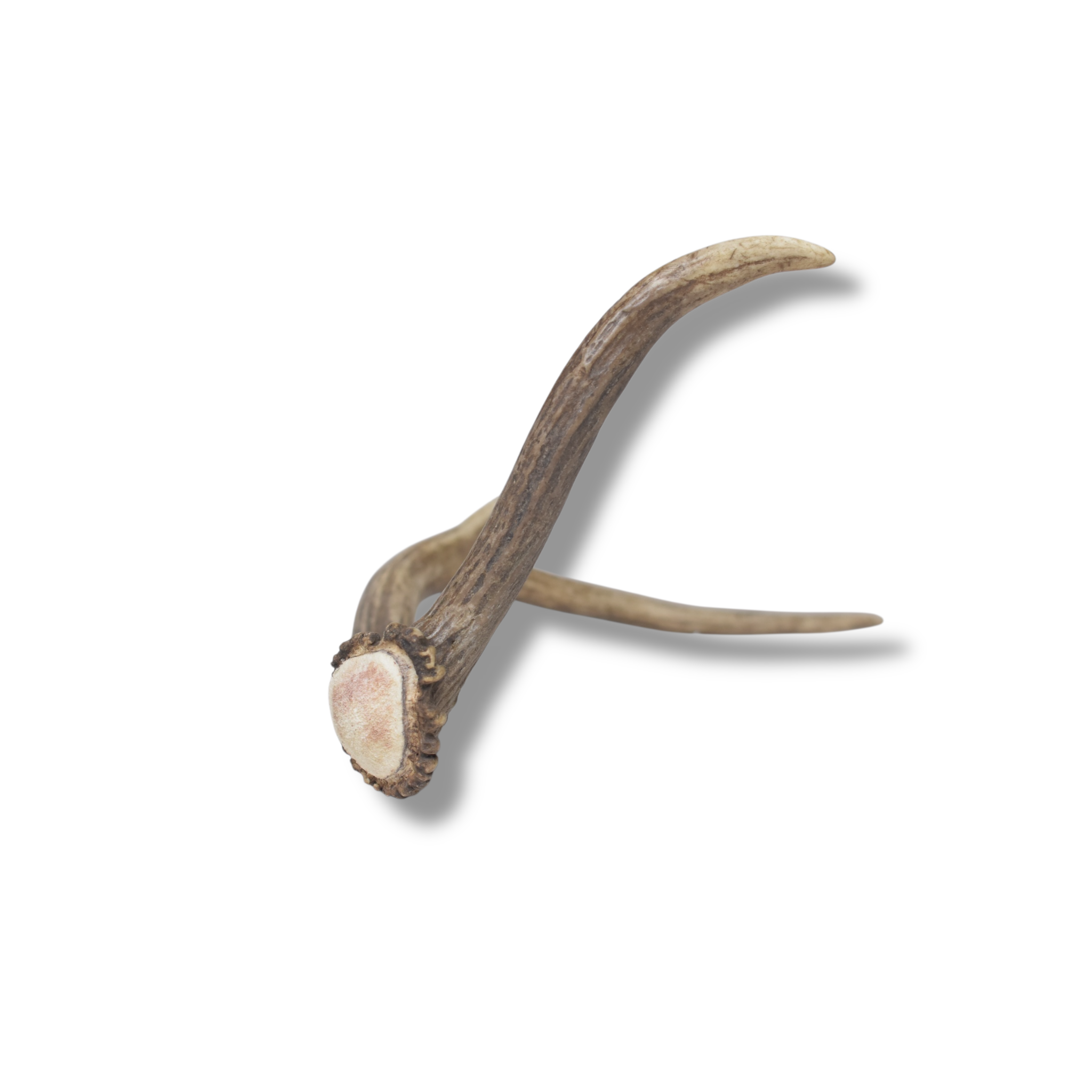 Elk Antler | Small Size | 165