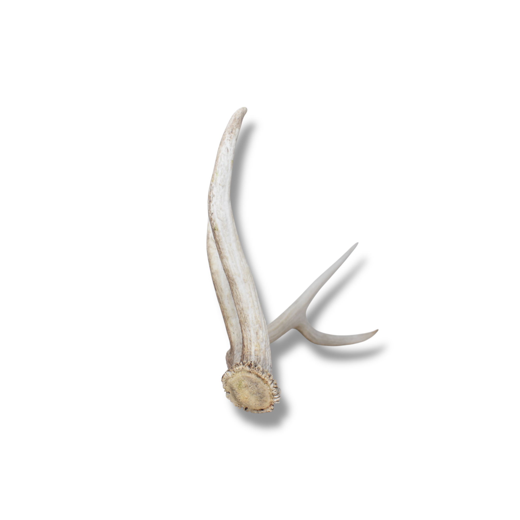 Elk Antler | Medium Size | 162