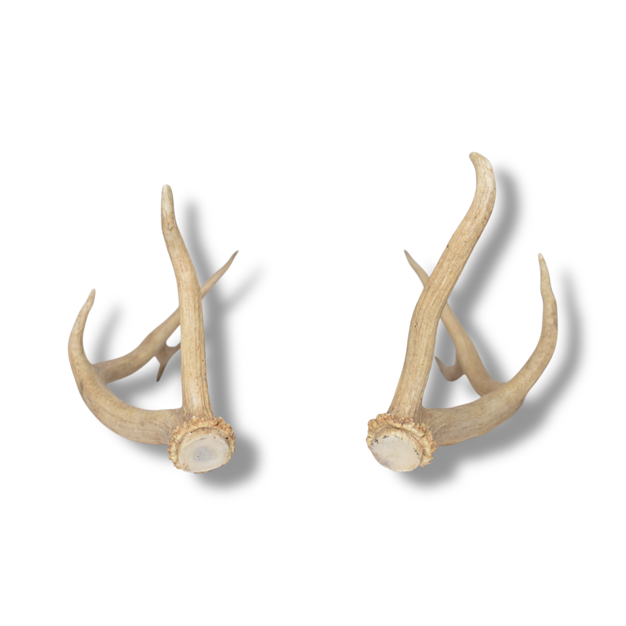Elk Antler Set | Small | 163