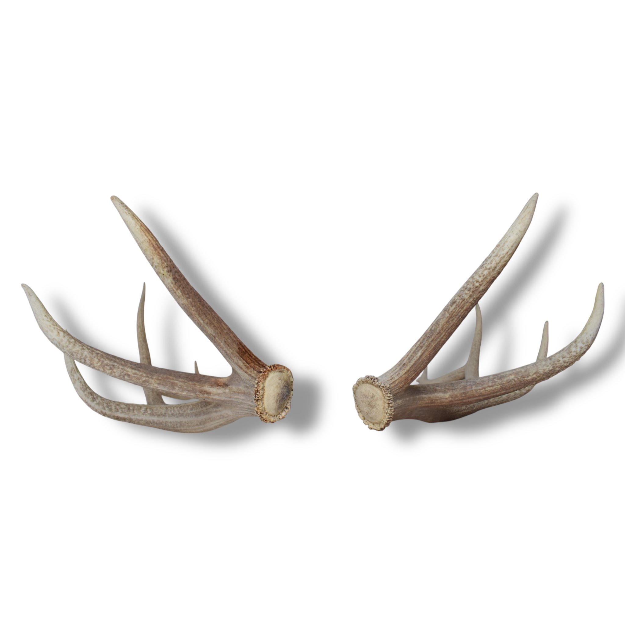 Elk Antler Set | Large | 164