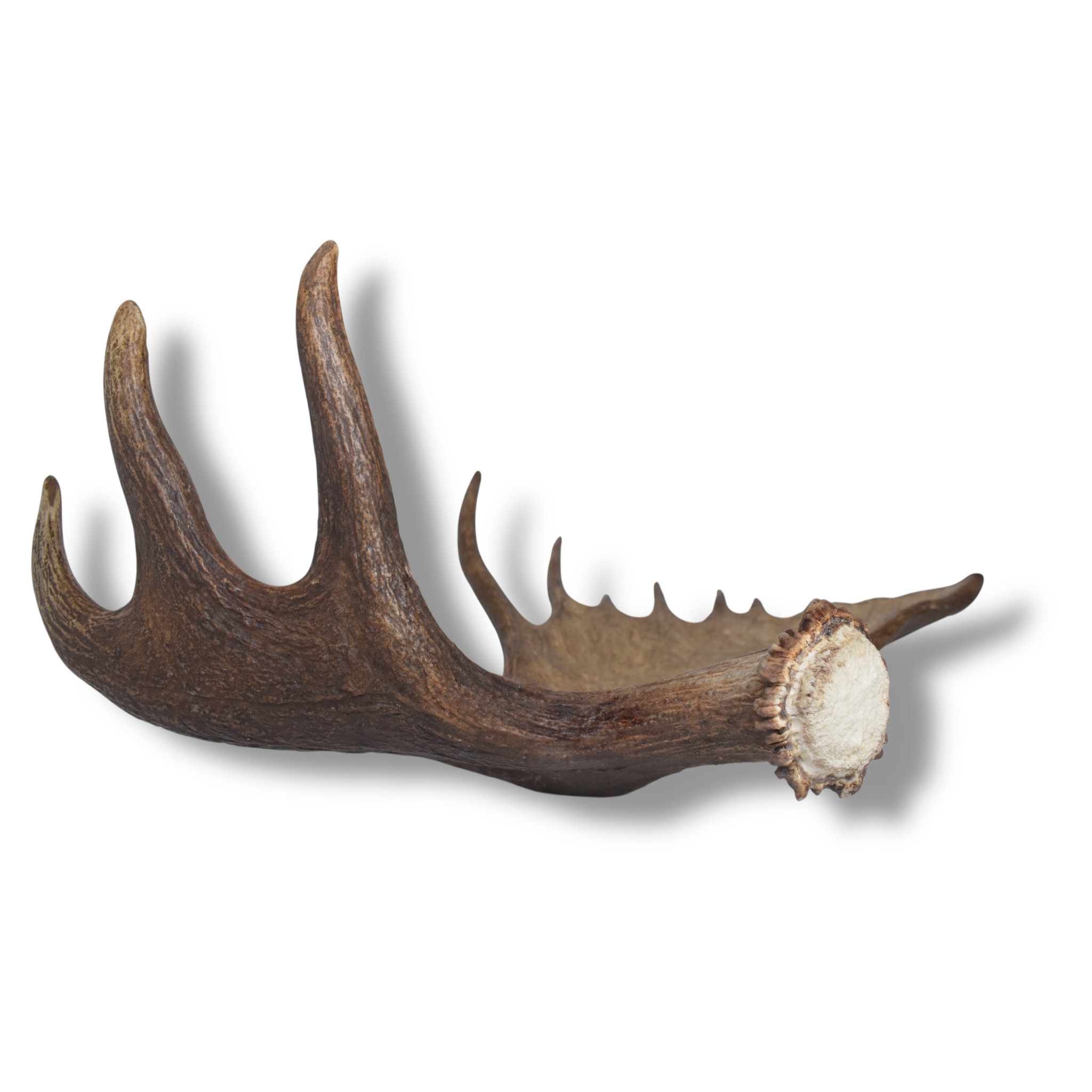 Moose Antler | Extra-Large | 13