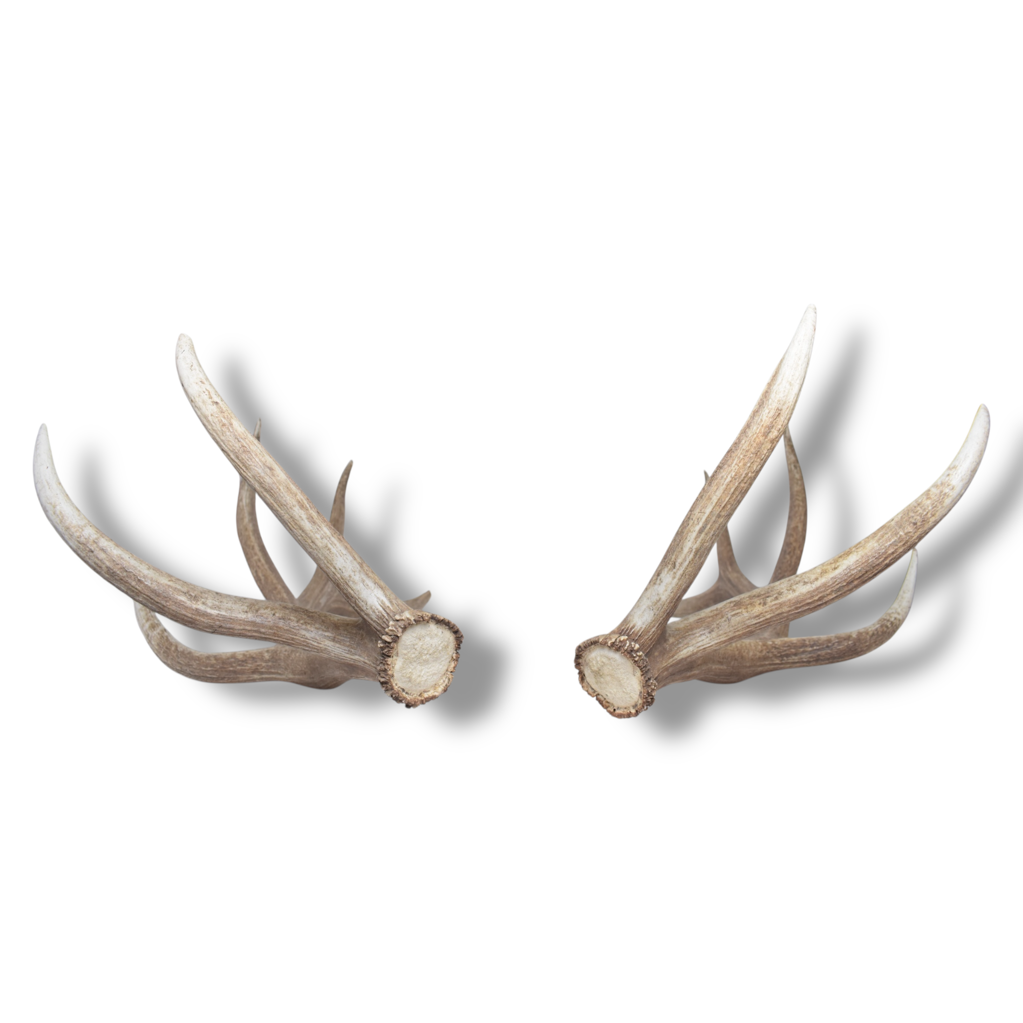 Elk Antler Set | Extra-Large | 166
