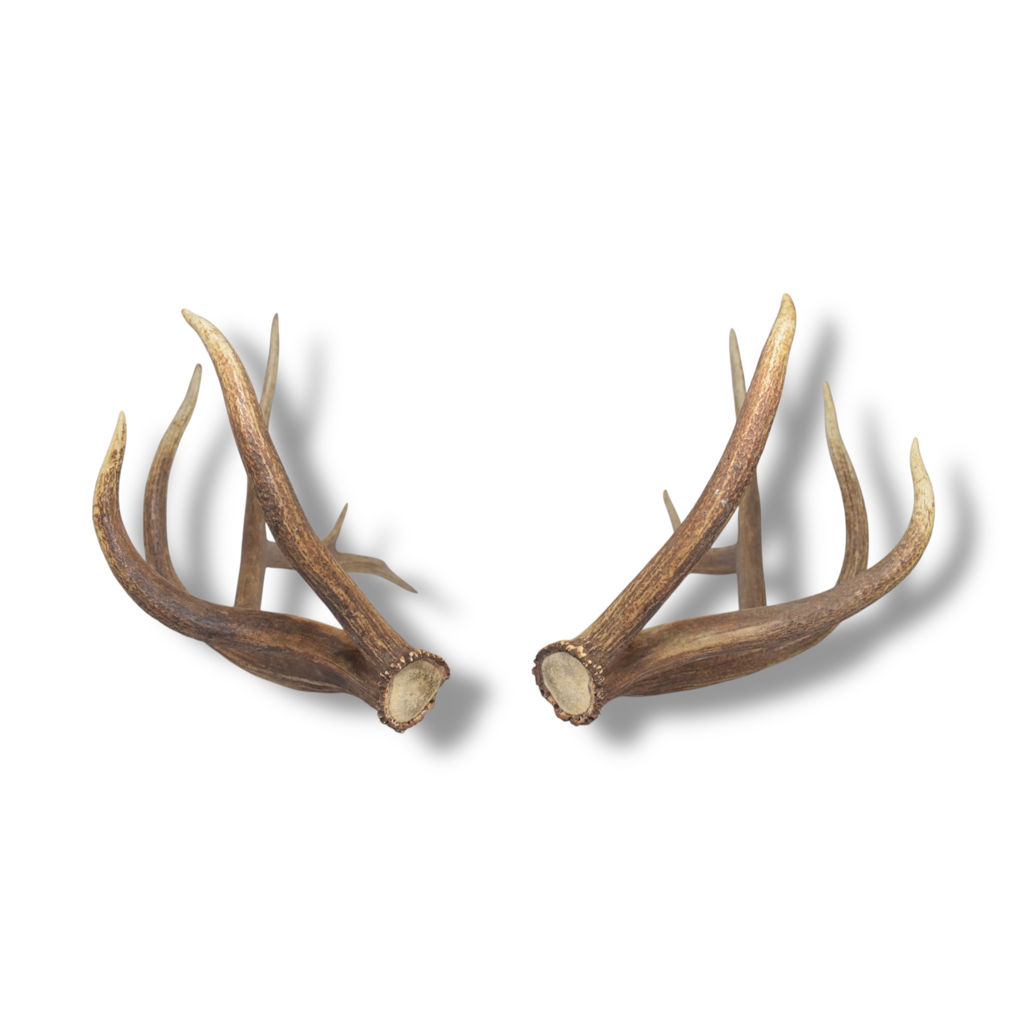 Elk Antler Set | Extra-Large | 167