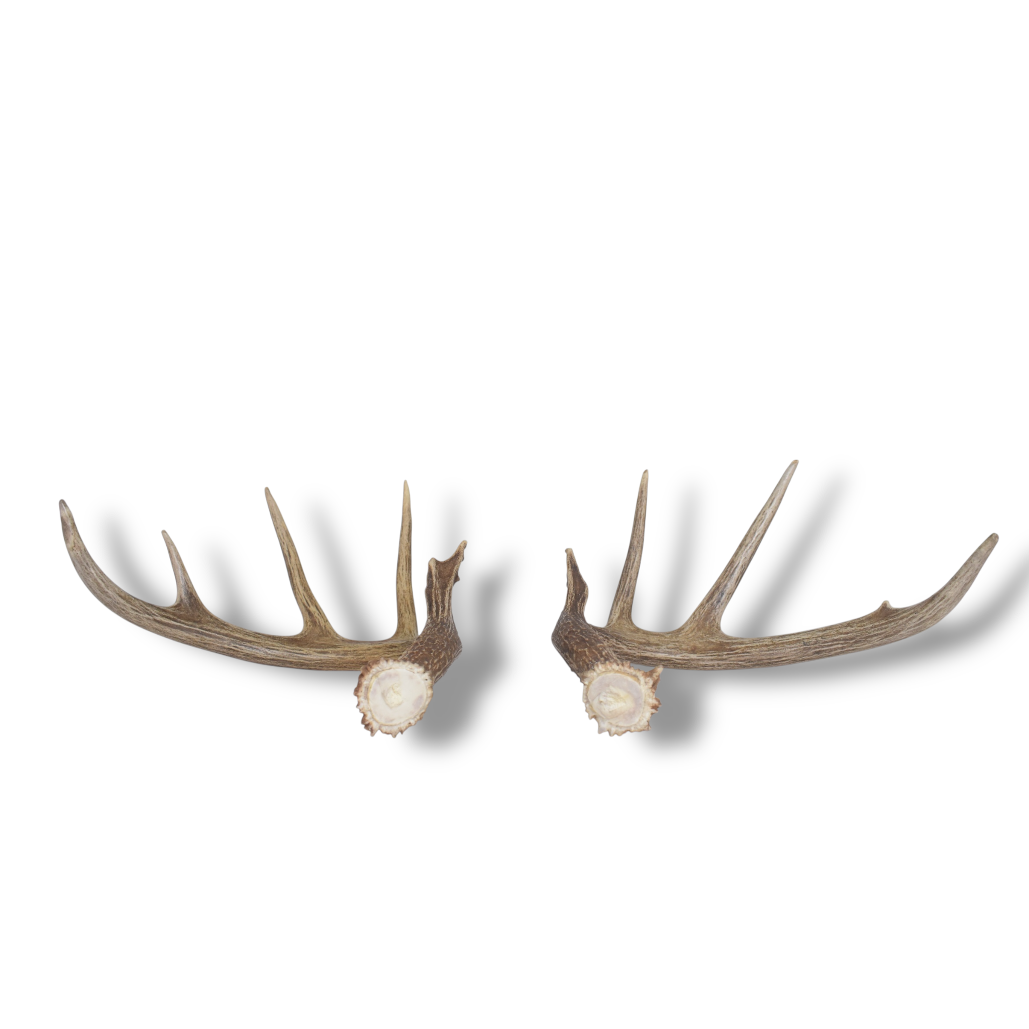 Whitetail Deer Antler Set | Large | 6