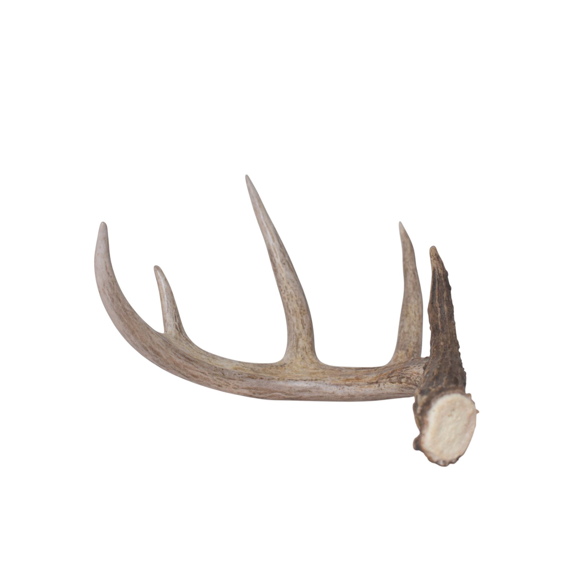 Whitetail Deer Antler | Medium Size | 5