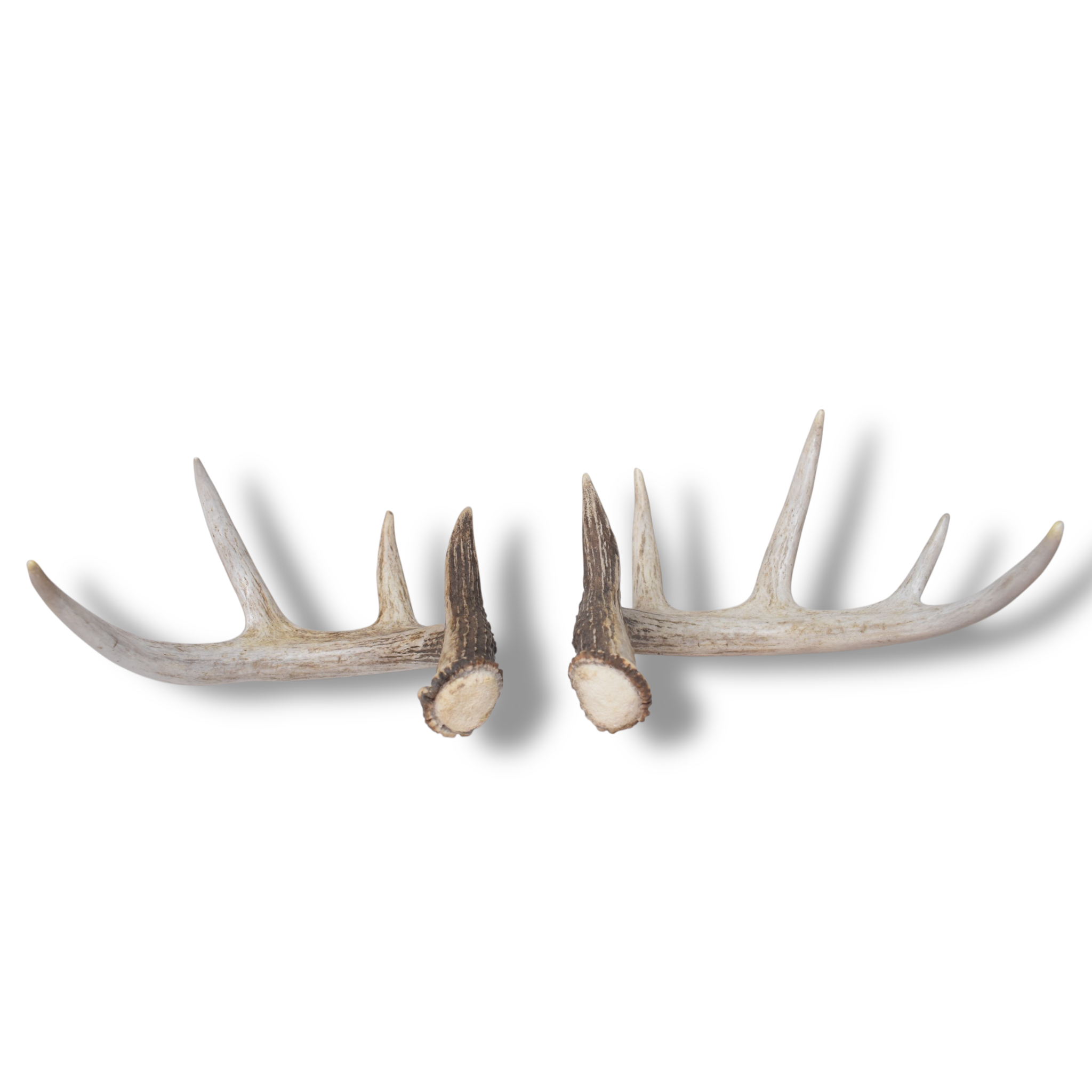 Whitetail Deer Antler Set | Small | 3