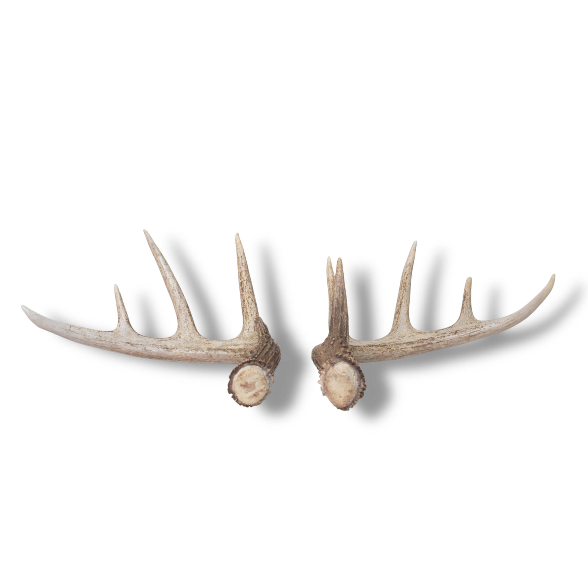 Whitetail Deer Antler Set | Medium | 2