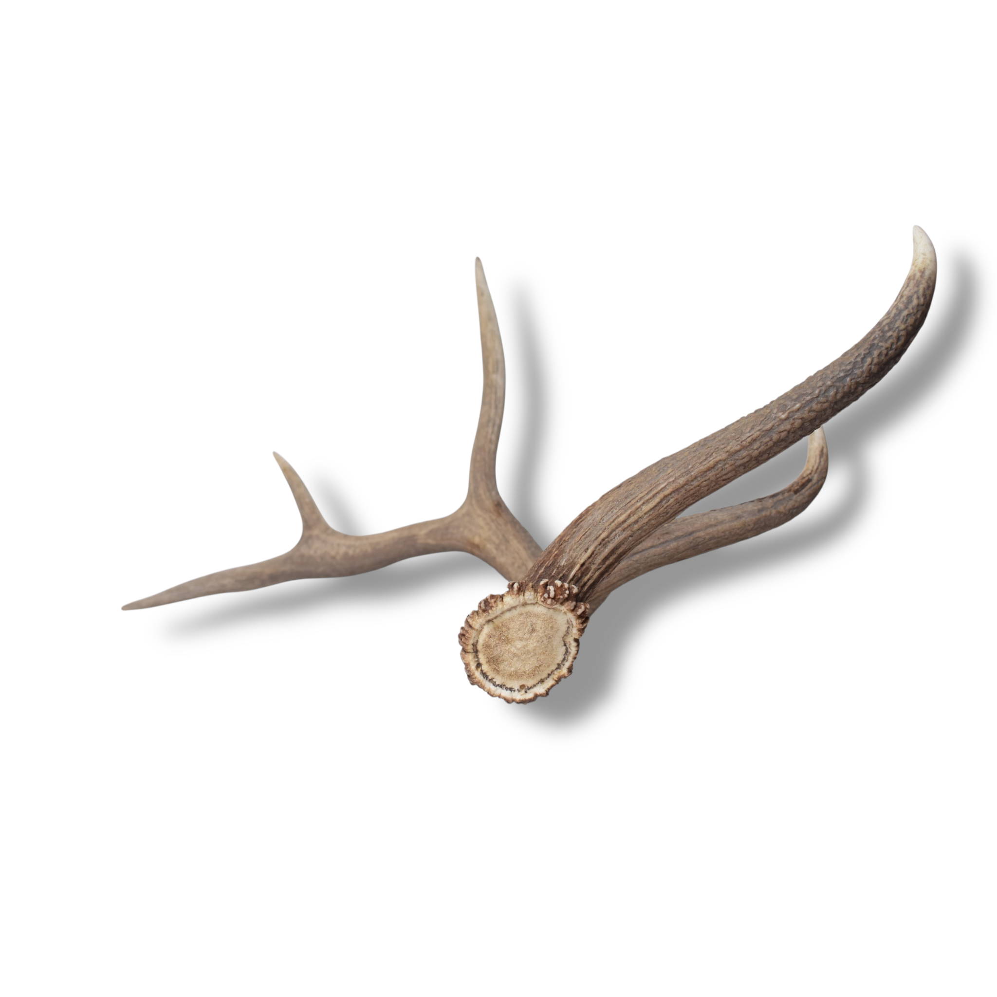 Elk Antler | Large Size | 169