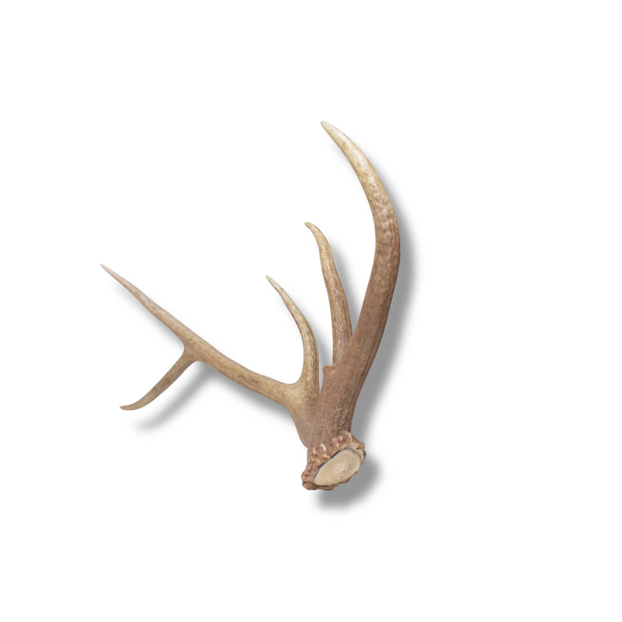 Elk Antler | Small Size | 171