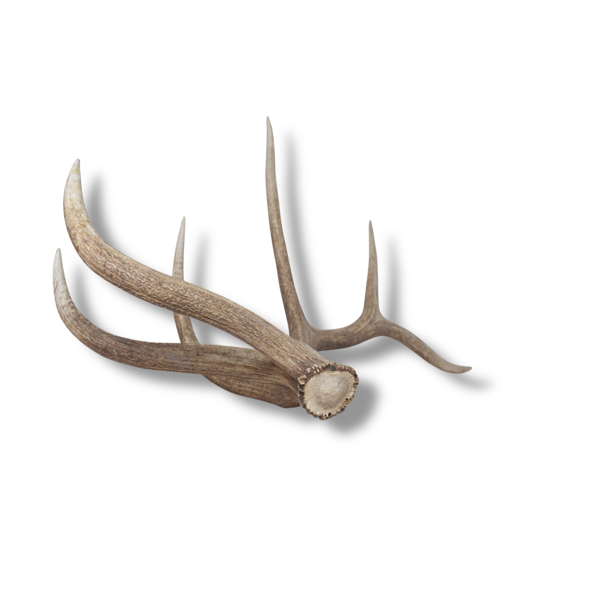 Elk Antler | Extra-Large Size | 174