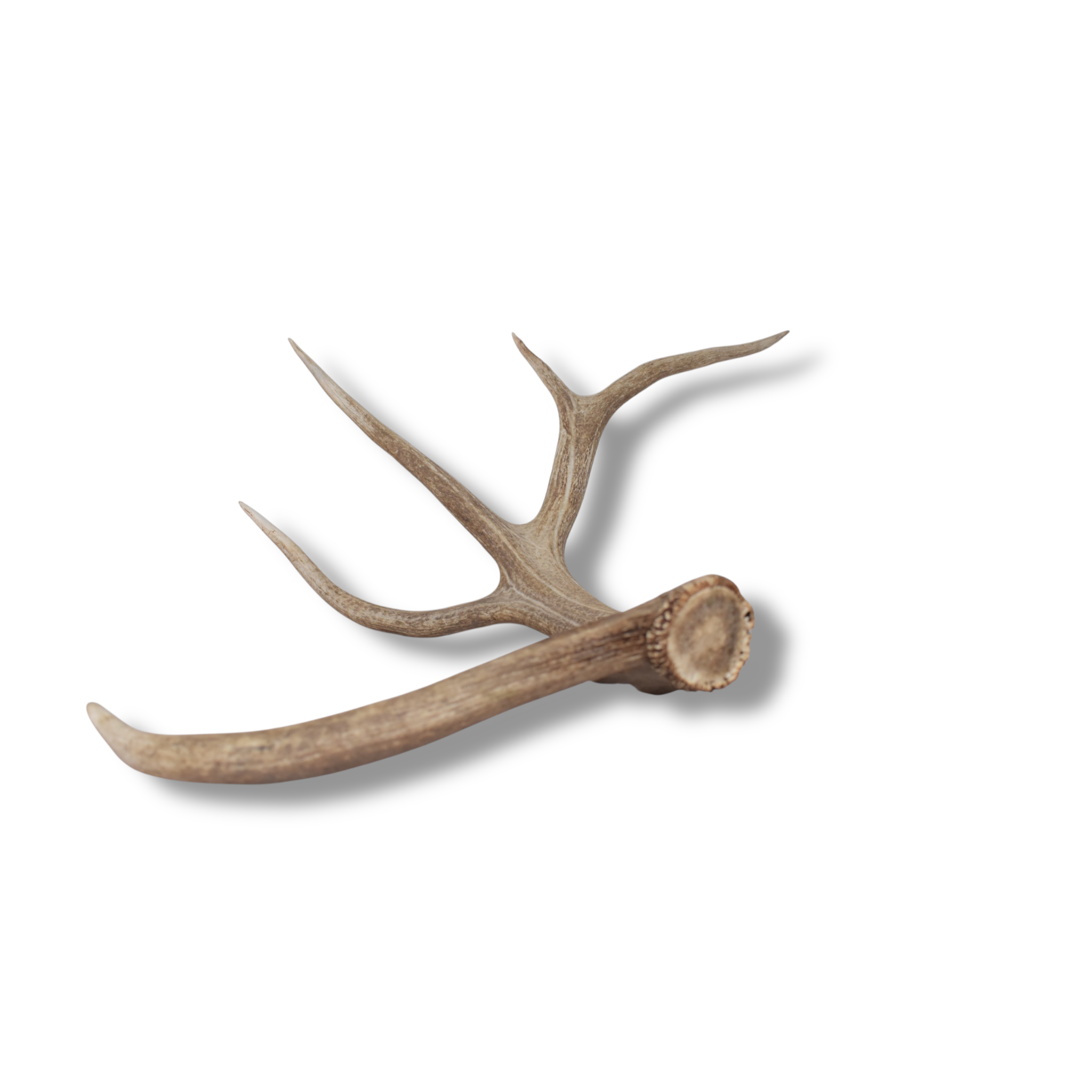 Elk Antler | Extra-Large Size | 175