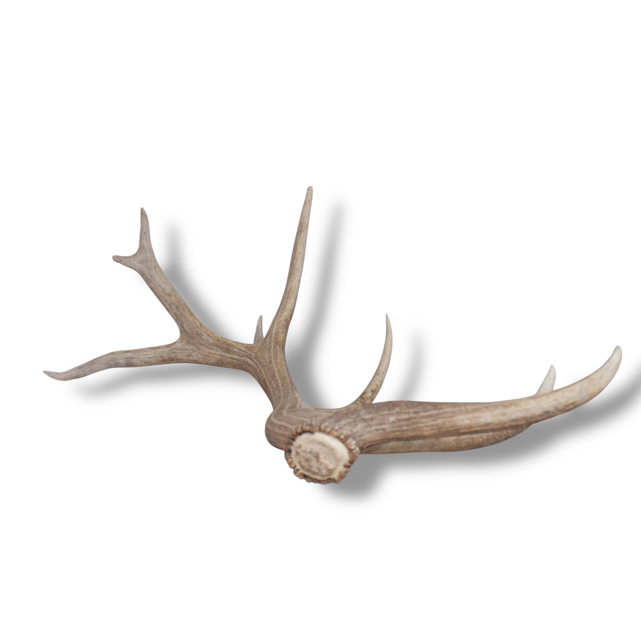 Elk Antler | Extra-Large Size | 176