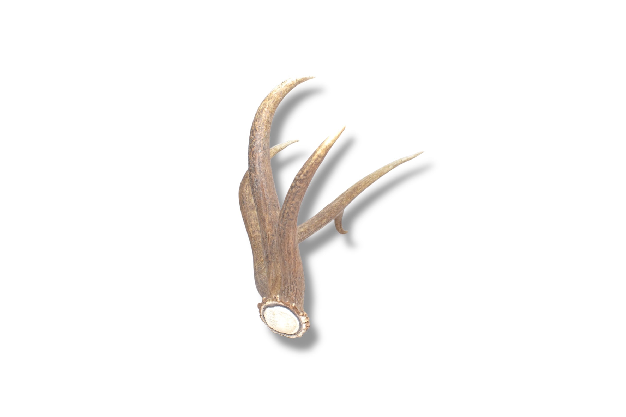 Elk Antler | Medium Size | 35
