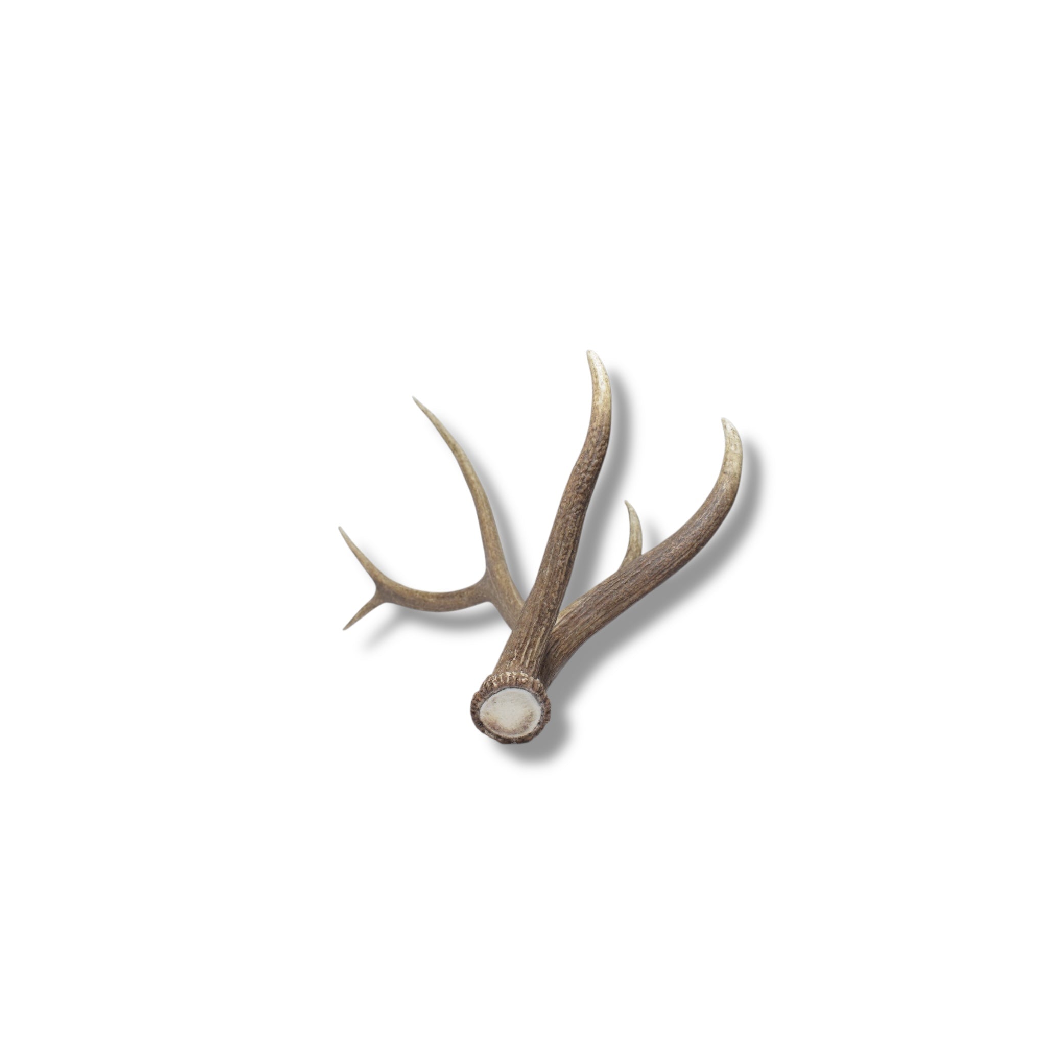 Elk Antler | Large Size | 41