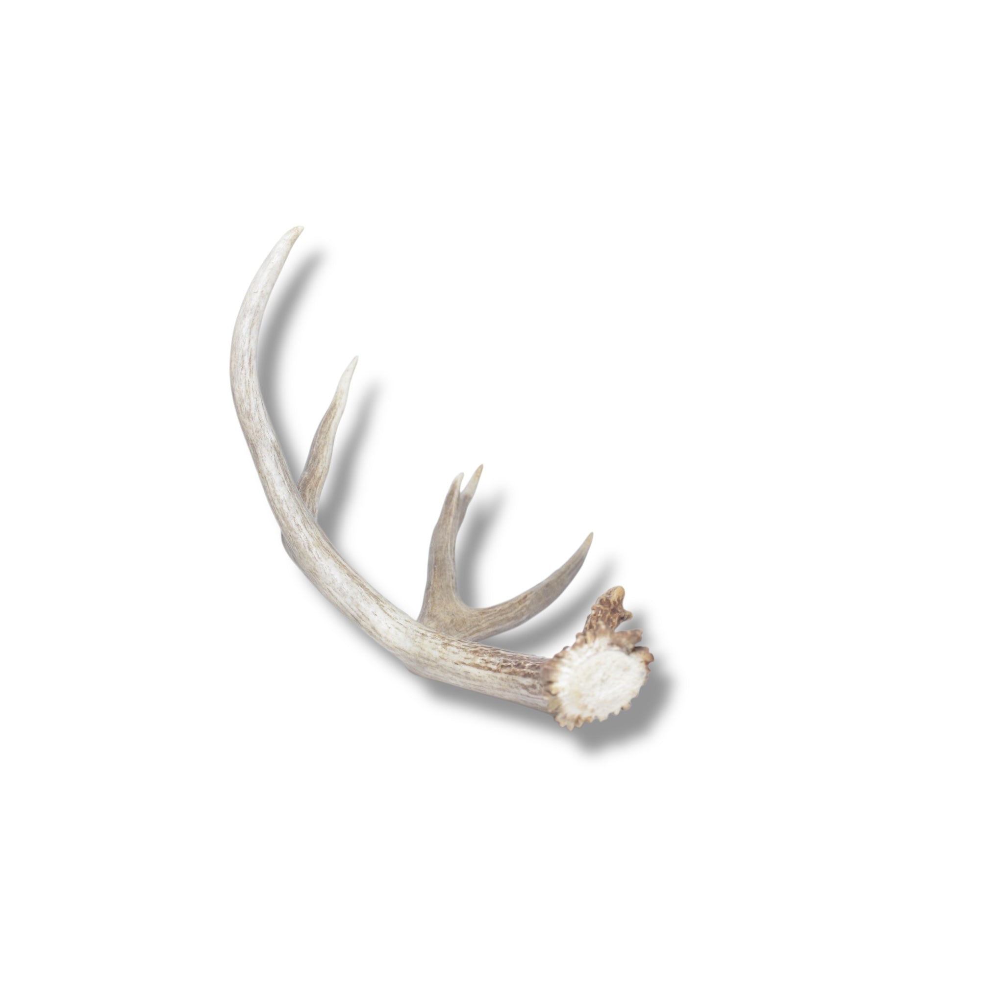 Mule Deer Antler | 04