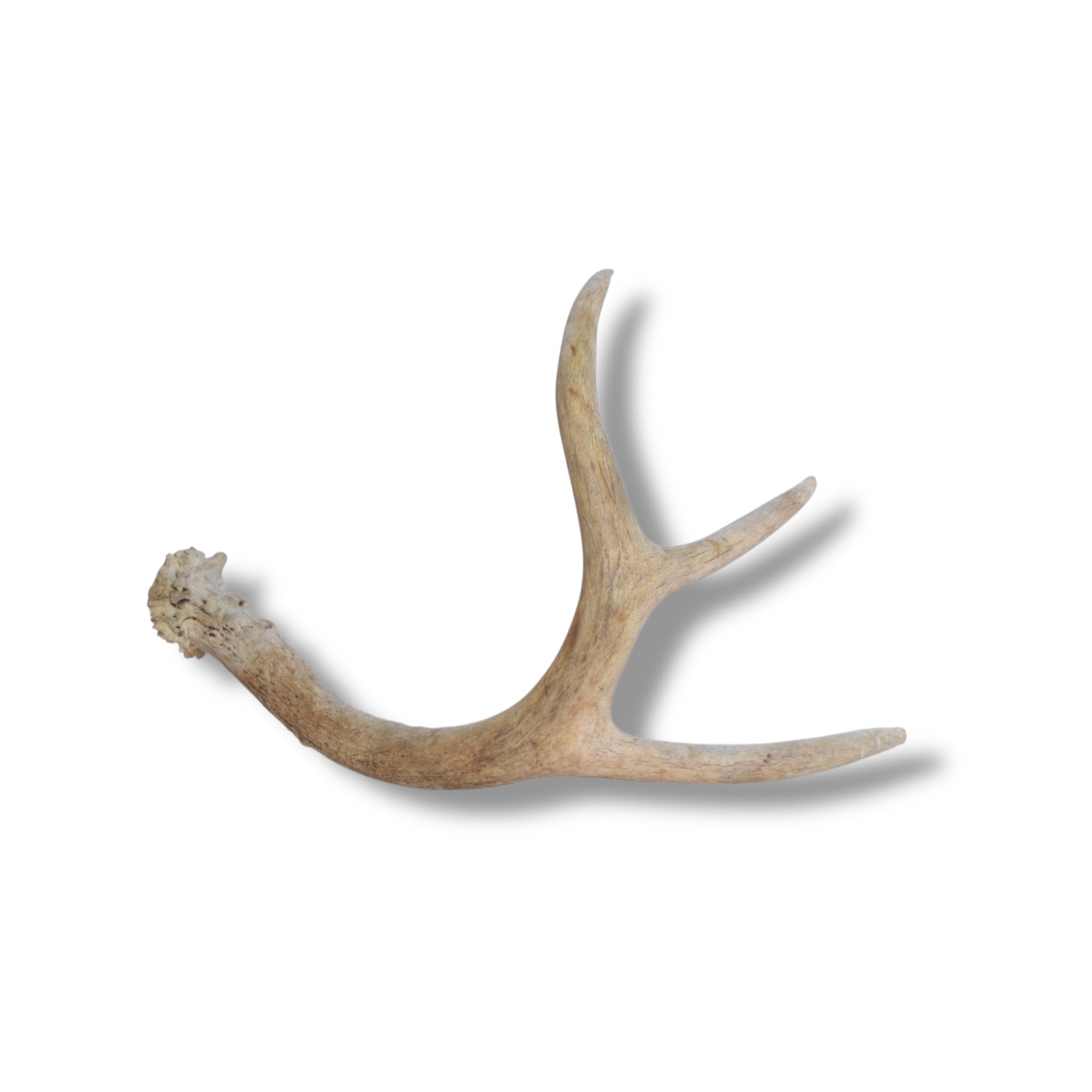 Whitetail Deer Antler | 03 | SOLD OUT
