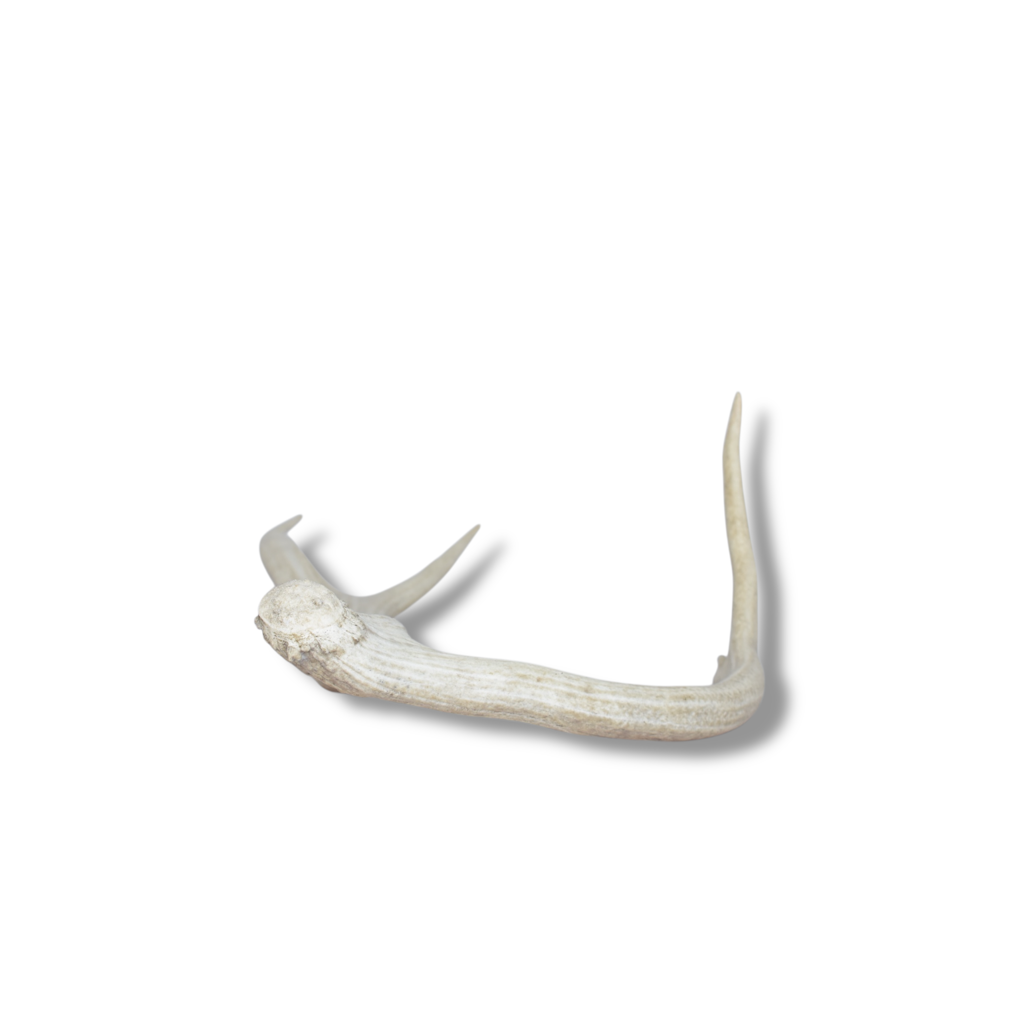 Elk Antler | Medium Size | 48