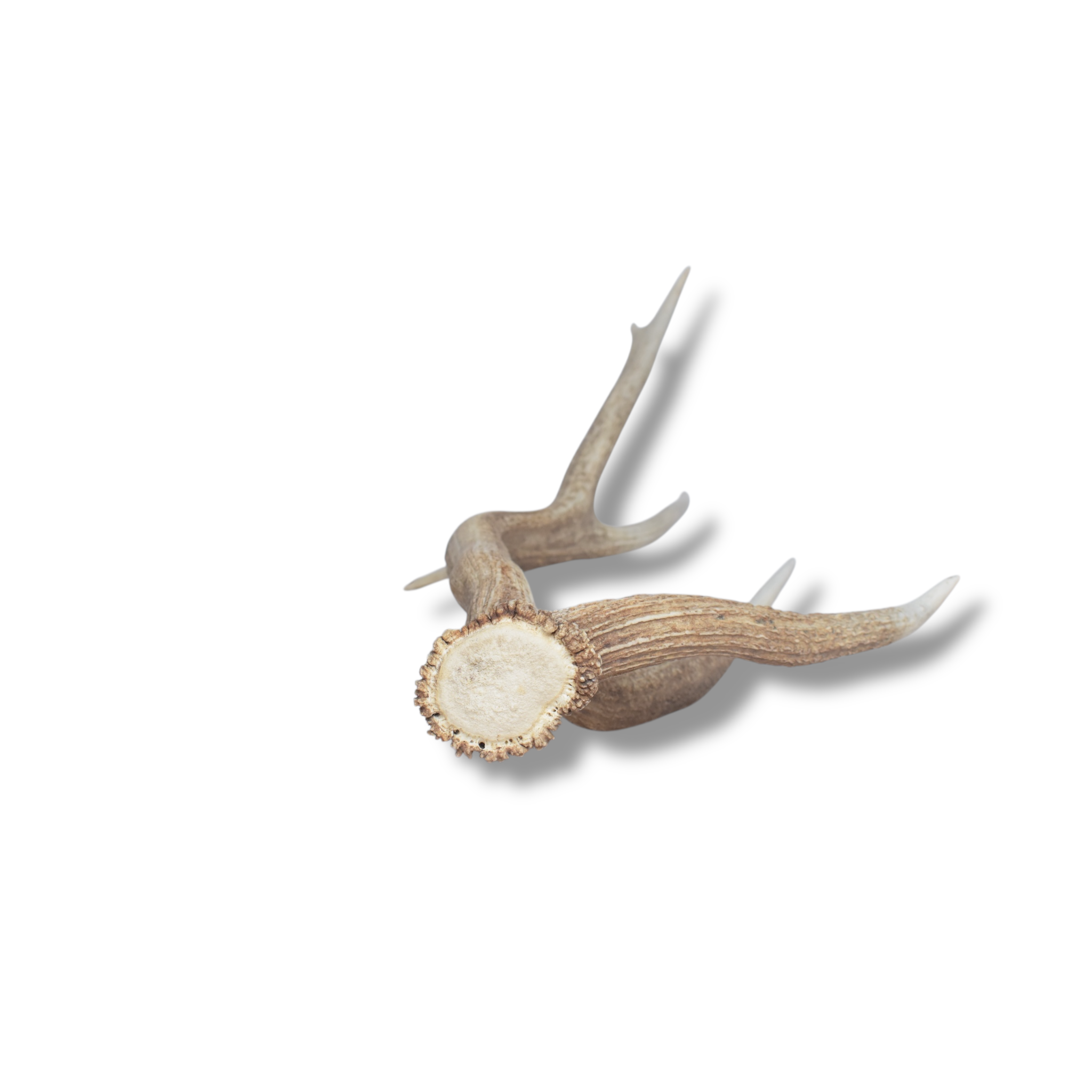 Elk Antler | 02 | SOLD OUT