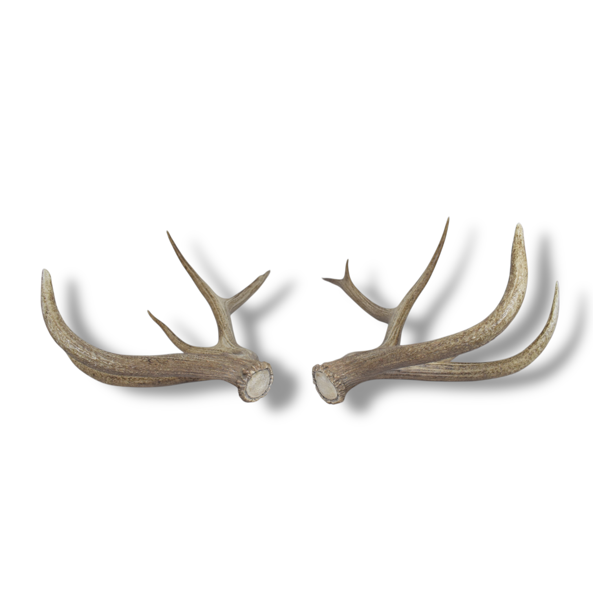 Elk Antler Set | 54