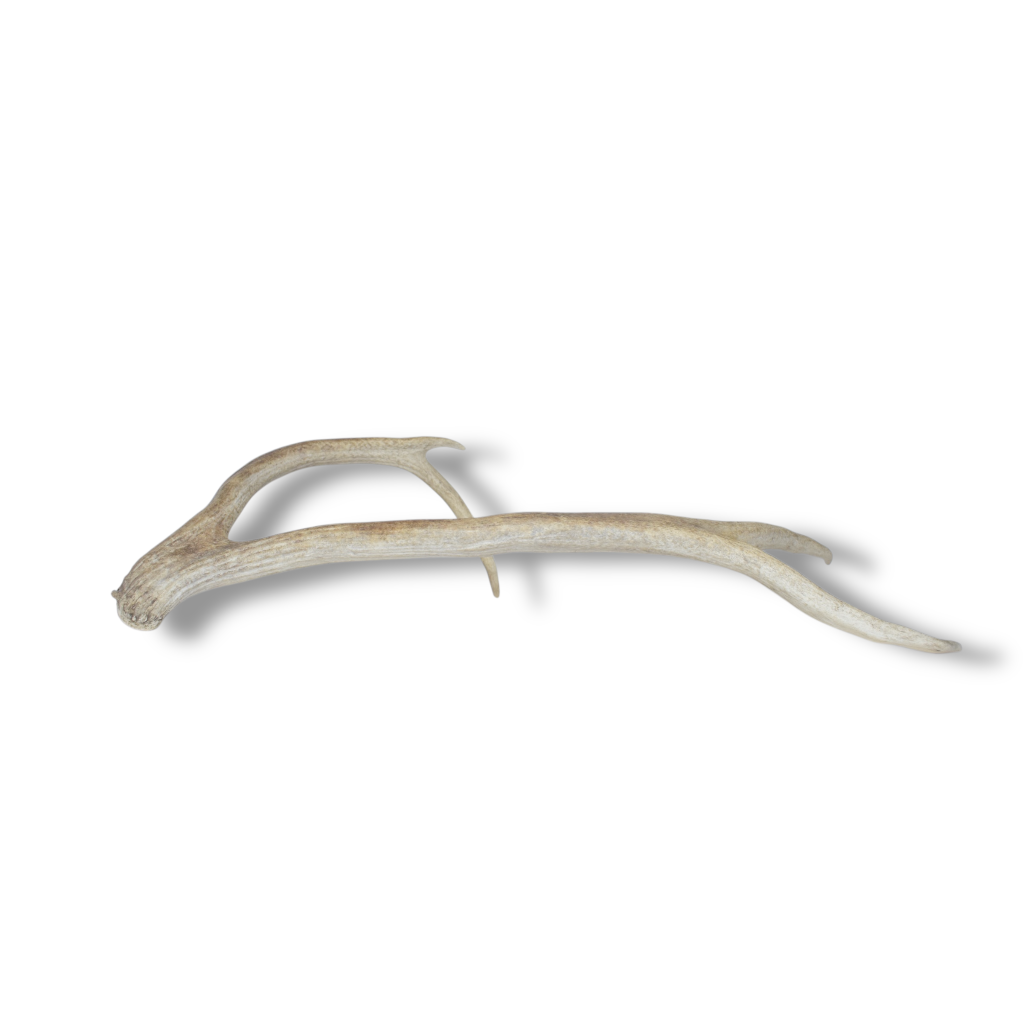 Elk Antler | Medium Size | 48