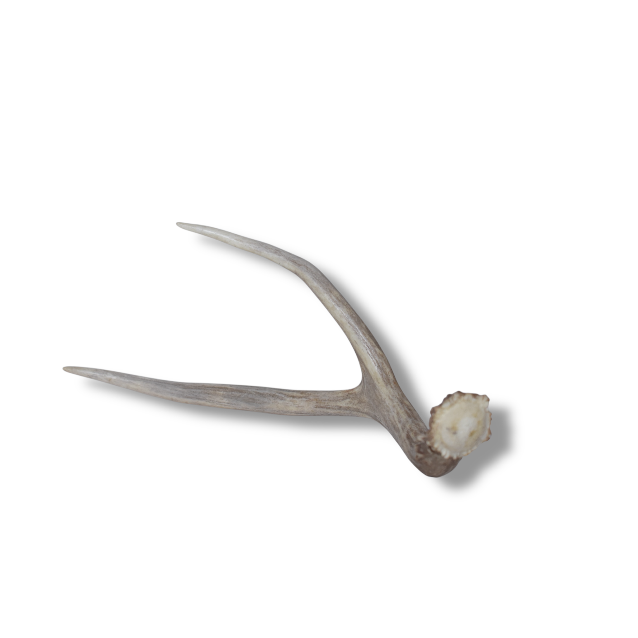 Mule Deer Antler | Medium Size | 37